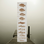 Okoboji Iowa Great Lakes Bathymetric Lake Map With All Sporting Fish Small